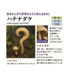 ⚫架空のキノコ図鑑で日常会話 シュール下品（個別スタンプ：22）