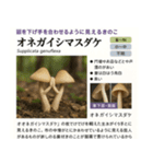 ⚫架空のキノコ図鑑で日常会話 シュール下品（個別スタンプ：24）