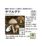 ⚫架空のキノコ図鑑で日常会話 シュール下品（個別スタンプ：26）