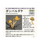 ⚫架空のキノコ図鑑で日常会話 シュール下品（個別スタンプ：28）