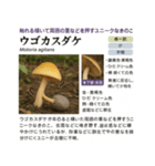 ⚫架空のキノコ図鑑で日常会話 シュール下品（個別スタンプ：29）