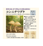 ⚫架空のキノコ図鑑で日常会話 シュール下品（個別スタンプ：30）