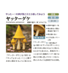 ⚫架空のキノコ図鑑で日常会話 シュール下品（個別スタンプ：34）
