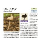 ⚫架空のキノコ図鑑で日常会話 シュール下品（個別スタンプ：36）