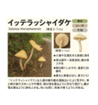 ⚫架空のキノコ図鑑で日常会話 シュール下品（個別スタンプ：37）