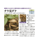 ⚫架空のキノコ図鑑で日常会話 シュール下品（個別スタンプ：38）