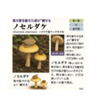 ⚫架空のキノコ図鑑で日常会話 シュール下品（個別スタンプ：40）