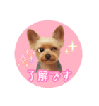 ヨーキーりこちゃんの愛されスタンプ（個別スタンプ：4）