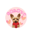 ヨーキーりこちゃんの愛されスタンプ（個別スタンプ：7）