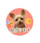 ヨーキーりこちゃんの愛されスタンプ（個別スタンプ：10）
