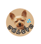 ヨーキーりこちゃんの愛されスタンプ（個別スタンプ：14）