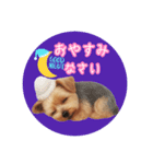 ヨーキーりこちゃんの愛されスタンプ（個別スタンプ：16）