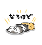 猫飼いさんが目にする日常（ヘソ天多め）（個別スタンプ：10）