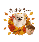 大人かわいい秋の癒しチワワ（個別スタンプ：1）