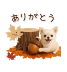 大人かわいい秋の癒しチワワ（個別スタンプ：7）