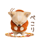 大人かわいい秋の癒しチワワ（個別スタンプ：8）