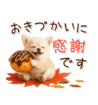 大人かわいい秋の癒しチワワ（個別スタンプ：15）
