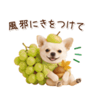大人かわいい秋の癒しチワワ（個別スタンプ：25）