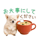 大人かわいい秋の癒しチワワ（個別スタンプ：28）
