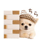 大人かわいい秋の癒しチワワ（個別スタンプ：29）