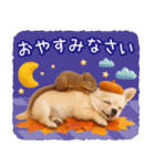 大人かわいい秋の癒しチワワ（個別スタンプ：32）