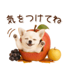 大人かわいい秋の癒しチワワ（個別スタンプ：34）