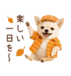 大人かわいい秋の癒しチワワ（個別スタンプ：35）