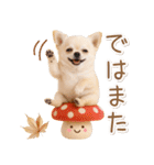 大人かわいい秋の癒しチワワ（個別スタンプ：36）