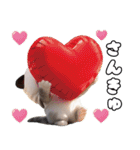 飛び出す！パンダ帽が可愛い猫 毎日使える（個別スタンプ：9）