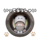 飛び出す！パンダ帽が可愛い猫 毎日使える（個別スタンプ：12）