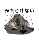 める884-2（個別スタンプ：16）