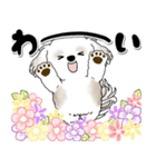 背景が動くシーズー犬「よく使う言葉」NO.1（個別スタンプ：16）