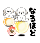 背景が動くシーズー犬「よく使う言葉」NO.1（個別スタンプ：17）