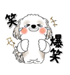 背景が動くシーズー犬「よく使う言葉」NO.1（個別スタンプ：20）