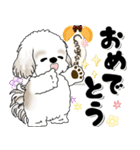 背景が動くシーズー犬「よく使う言葉」NO.1（個別スタンプ：22）