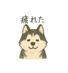 シベリアンハスキー 文字少なめ（個別スタンプ：3）
