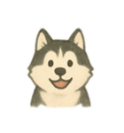 シベリアンハスキー 文字少なめ（個別スタンプ：12）