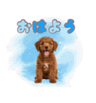 ふわもこプードル♡スタンプ（個別スタンプ：1）