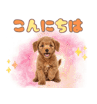 ふわもこプードル♡スタンプ（個別スタンプ：2）