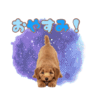ふわもこプードル♡スタンプ（個別スタンプ：3）