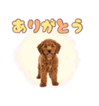 ふわもこプードル♡スタンプ（個別スタンプ：4）