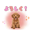 ふわもこプードル♡スタンプ（個別スタンプ：5）