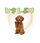 ふわもこプードル♡スタンプ（個別スタンプ：7）