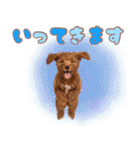 ふわもこプードル♡スタンプ（個別スタンプ：8）