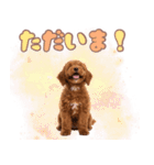 ふわもこプードル♡スタンプ（個別スタンプ：9）