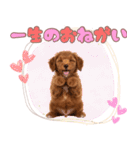 ふわもこプードル♡スタンプ（個別スタンプ：10）