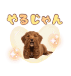 ふわもこプードル♡スタンプ（個別スタンプ：11）