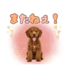 ふわもこプードル♡スタンプ（個別スタンプ：12）