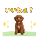 ふわもこプードル♡スタンプ（個別スタンプ：13）