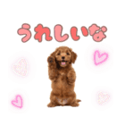 ふわもこプードル♡スタンプ（個別スタンプ：14）